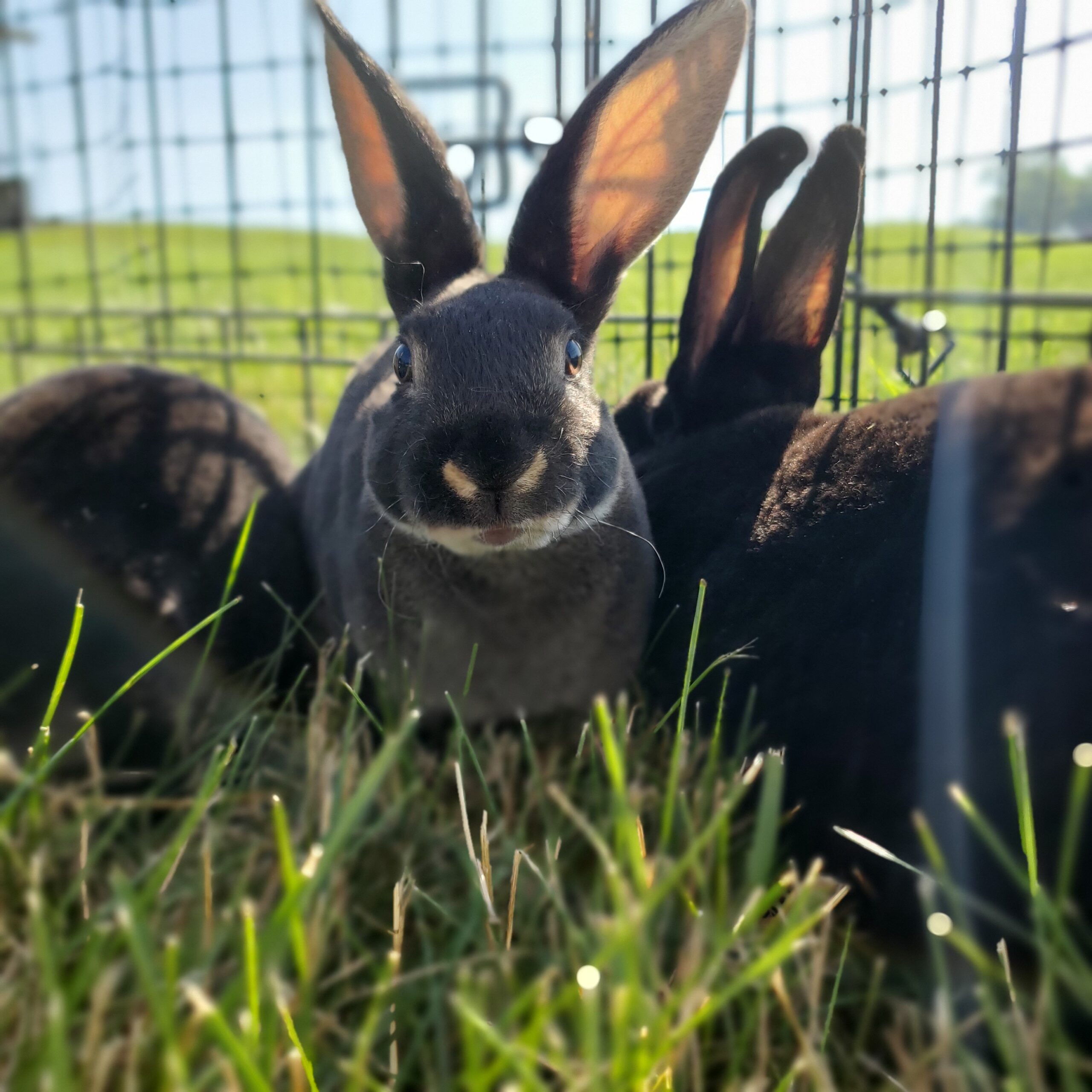 bunnies