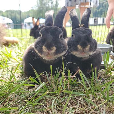 Bunnies